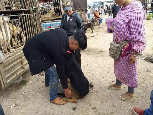 50多斤德牧當肉狗出售,賣出超低價,賣狗男子:養了白養還貼錢