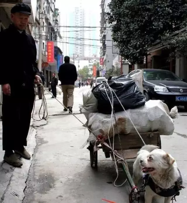 拾荒老漢收養快死的流浪狗,狗狗知恩圖報,年年拉一百多斤車報恩