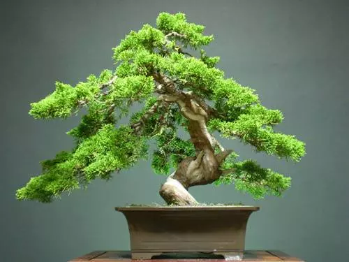 嚴禁入室的花,看完嚇一跳!你家裡有嗎?