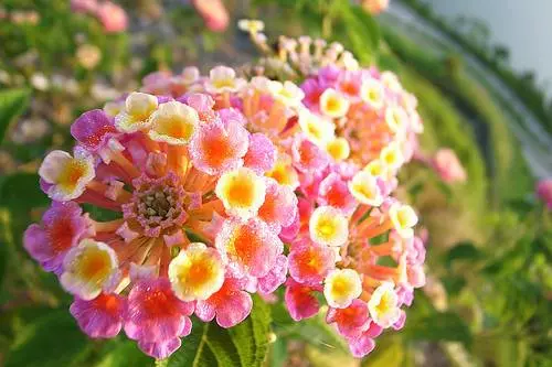 嚴禁入室的花,看完嚇一跳!你家裡有嗎?