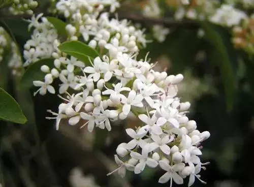嚴禁入室的花,看完嚇一跳!你家裡有嗎?