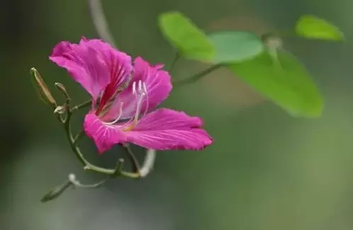 嚴禁入室的花,看完嚇一跳!你家裡有嗎?