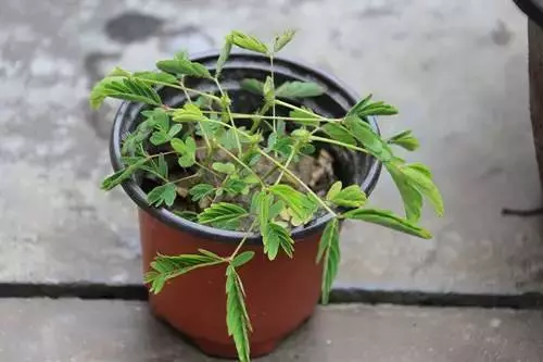 嚴禁入室的花,看完嚇一跳!你家裡有嗎?