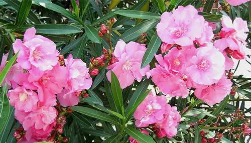 嚴禁入室的花,看完嚇一跳!你家裡有嗎?