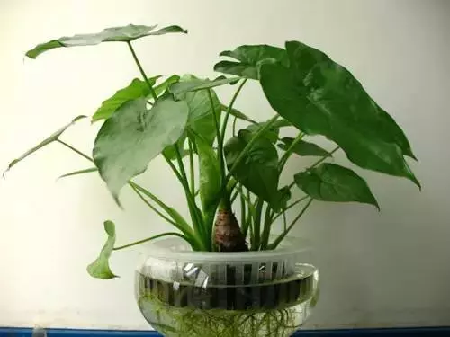 嚴禁入室的花,看完嚇一跳!你家裡有嗎?