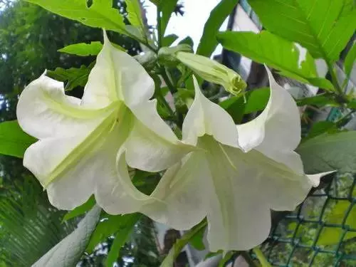嚴禁入室的花,看完嚇一跳!你家裡有嗎?
