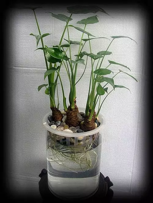嚴禁入室的花,看完嚇一跳!你家裡有嗎?