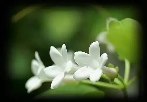 嚴禁入室的花,看完嚇一跳!你家裡有嗎?