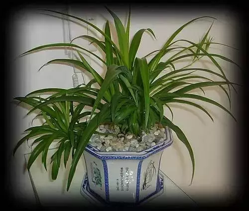 嚴禁入室的花,看完嚇一跳!你家裡有嗎?