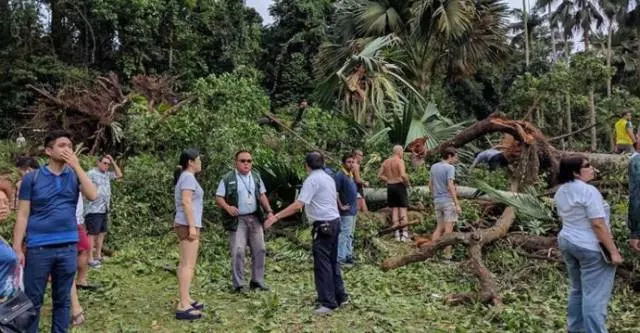 飛來橫禍!新加坡89歲老人竟被樹枝「砸」中身亡