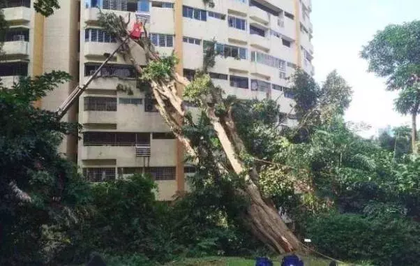 飛來橫禍!新加坡89歲老人竟被樹枝「砸」中身亡