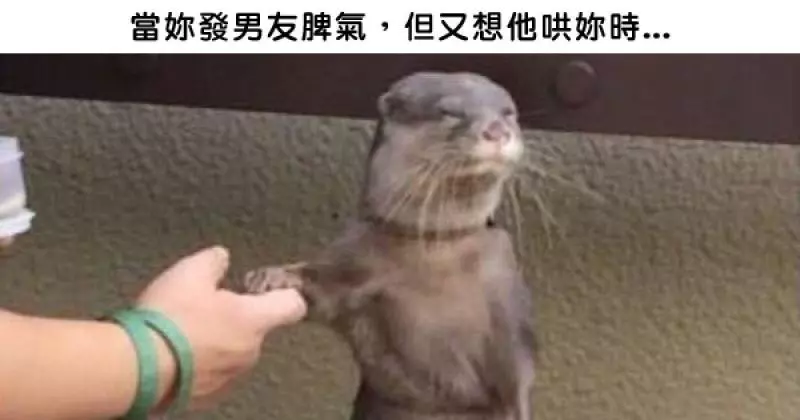 22張「表情超有戲的動物被加上惡搞旁白變得更爆笑」的圖片