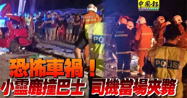 恐怖車禍! 小靈鹿撞巴士 司機當場夾斃。R.I.P