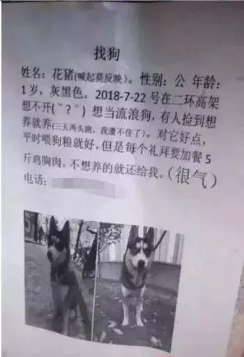 二哈走失,主人貼出尋狗啟事,眾人一看:這誰養得起,送都沒人要