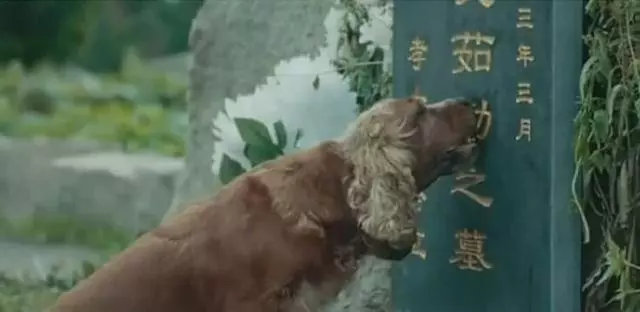 老人走後,狗狗每天為老人守墓,3個月後狗狗絕食餓死在老人墓前