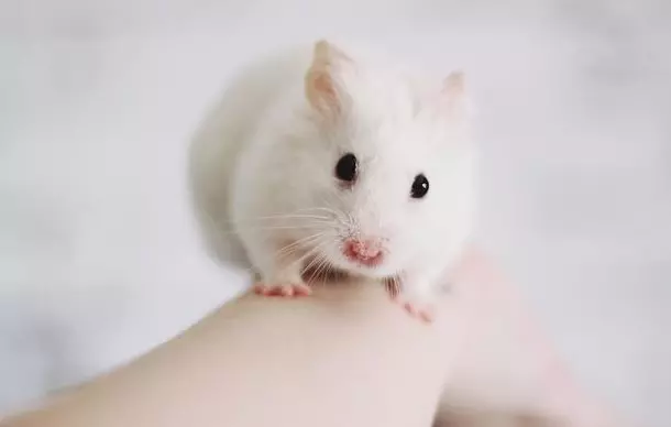 世界奇聞:什麼?眼睛再生技術讓失明的老鼠看到了光?