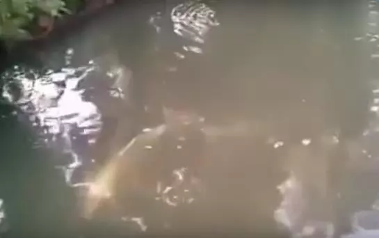河裡出現一個龐然大物,村民紛紛前來圍觀…0.38秒,不要眨眼睛,出現驚人一幕!