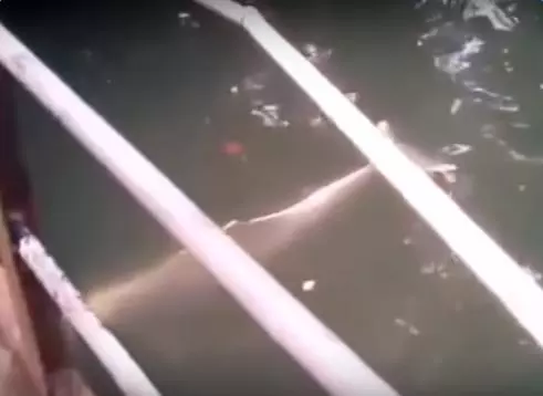 河裡出現一個龐然大物,村民紛紛前來圍觀…0.38秒,不要眨眼睛,出現驚人一幕!