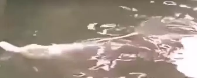 河裡出現一個龐然大物,村民紛紛前來圍觀…0.38秒,不要眨眼睛,出現驚人一幕!