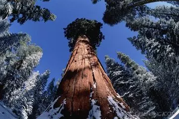 男子在山上發現一棵巨型「千年奇樹」,湊近一看,兩眼發直,當場尖叫!