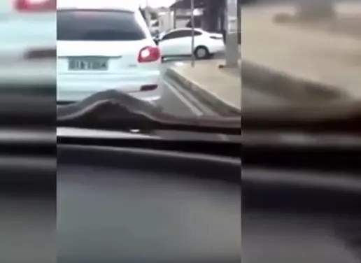 蛇攻擊車的刺激場面,1.30秒嚇你一身冷汗,難得一見!