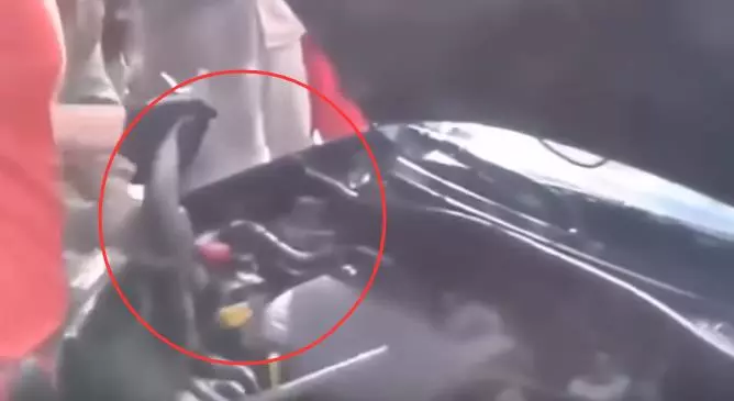 蛇攻擊車的刺激場面,1.30秒嚇你一身冷汗,難得一見!