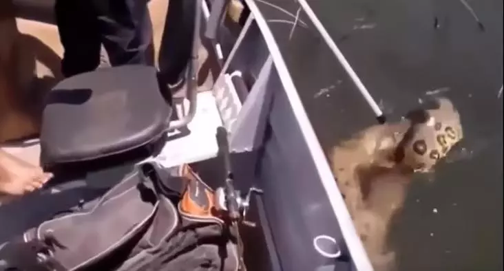 蛇攻擊車的刺激場面,1.30秒嚇你一身冷汗,難得一見!