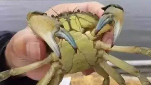 中國螃蟹肆虐歐洲,泛濫成災到逼瘋外國人,請求中國吃貨支援!