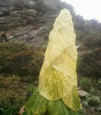 一男子在山上驚見像妖塔一樣的植物!悄悄剝一塊吃下肚竟然.....大家捧著鈔票也買不到!