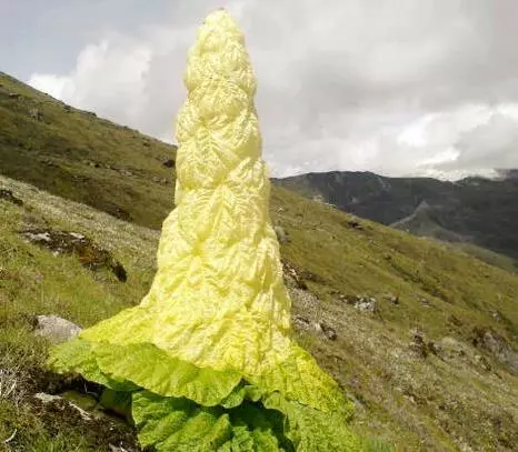 一男子在山上驚見像妖塔一樣的植物!悄悄剝一塊吃下肚竟然.....大家捧著鈔票也買不到!