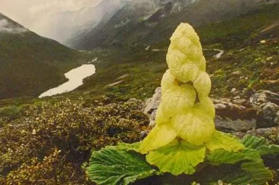 一男子在山上驚見像妖塔一樣的植物!悄悄剝一塊吃下肚竟然.....大家捧著鈔票也買不到!