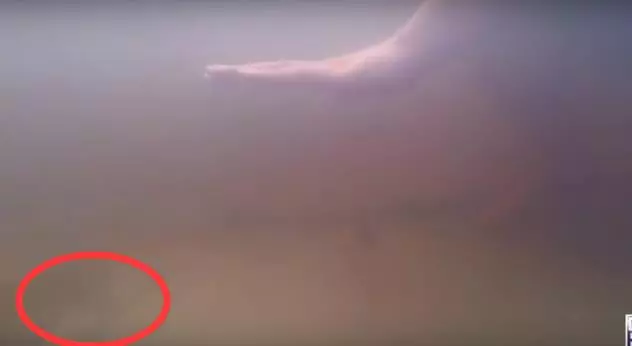 食人魚到底吃不吃人?這哥們兒,跳進亞馬遜河裡親自測試,下一秒。。。傻眼了!!!