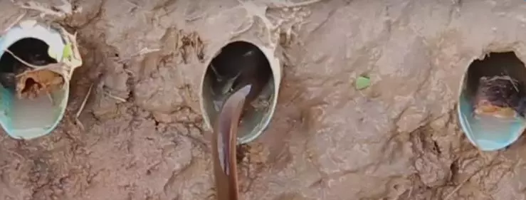這招是哪兒學來捕鰻魚法...?快看!下一秒竟然。。。 快看 !