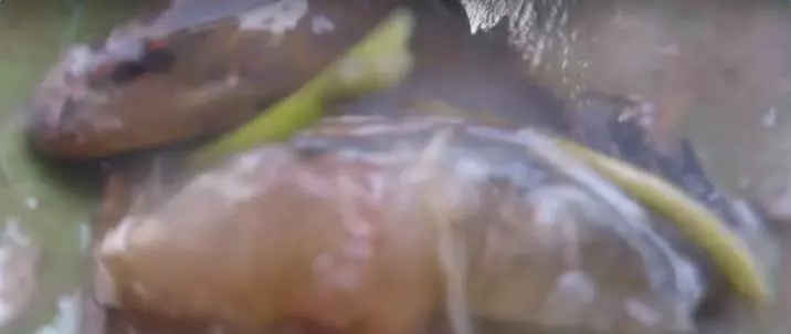 這招是哪兒學來捕鰻魚法...?快看!下一秒竟然。。。 快看 !