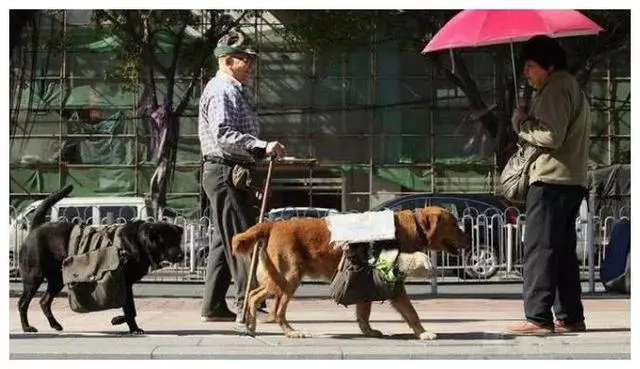 母狗馱著2隻小狗馬路上走來走去,靠近一看狗媽媽身上的字,心裡超難受的