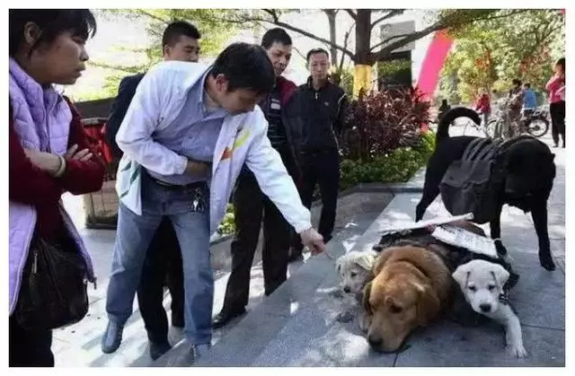 母狗馱著2隻小狗馬路上走來走去,靠近一看狗媽媽身上的字,心裡超難受的