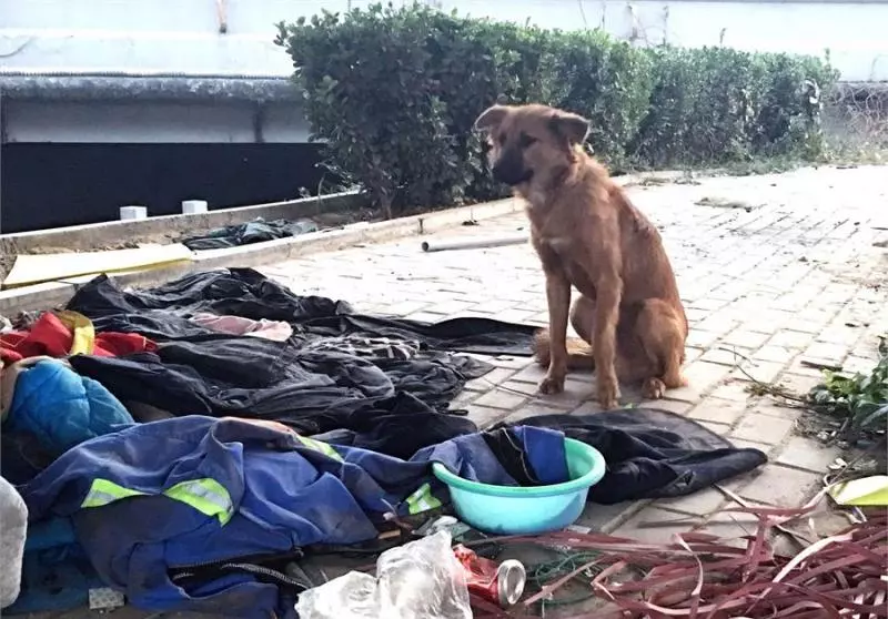 拾荒老人只能住在橋下,流浪了27年養了100多隻流浪狗,自己捨不得吃飯,卻給狗狗每天吃上兩頓肉,最後老漢的話令人落淚