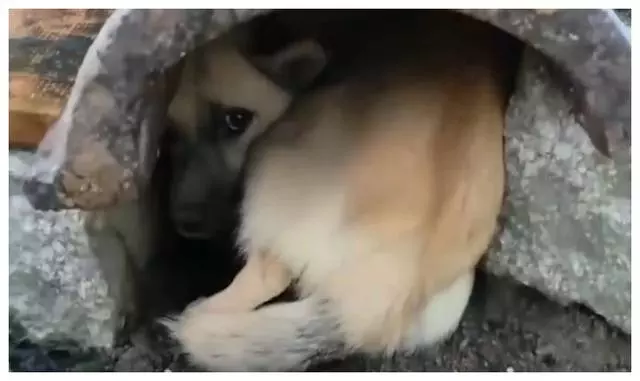 一隻可憐的流浪狗媽媽在水管中哀嚎著,一男子走進救助,過後發現自己真的賺到了