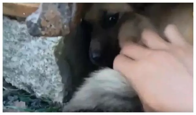 一隻可憐的流浪狗媽媽在水管中哀嚎著,一男子走進救助,過後發現自己真的賺到了