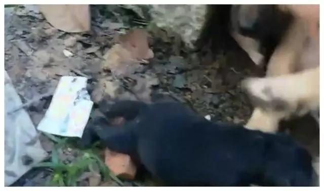 一隻可憐的流浪狗媽媽在水管中哀嚎著,一男子走進救助,過後發現自己真的賺到了