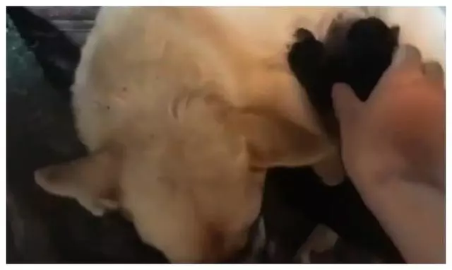 一隻可憐的流浪狗媽媽在水管中哀嚎著,一男子走進救助,過後發現自己真的賺到了