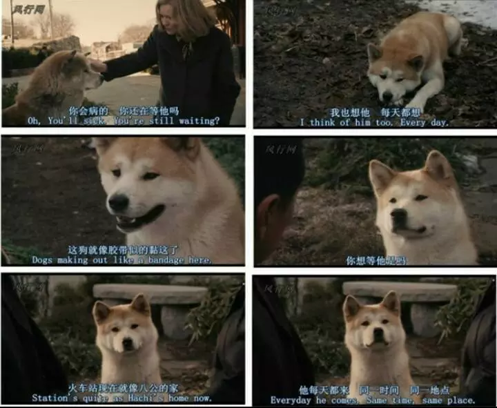 這條狗狗哭泣的同時把我也看哭了,看著他就那麼坐在主人墳墓前舔著墓碑哭泣,心都碎了!