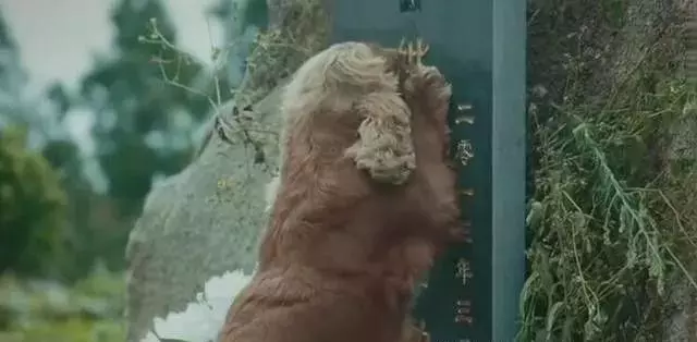這條狗狗哭泣的同時把我也看哭了,看著他就那麼坐在主人墳墓前舔著墓碑哭泣,心都碎了!