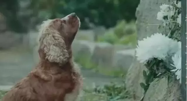 這條狗狗哭泣的同時把我也看哭了,看著他就那麼坐在主人墳墓前舔著墓碑哭泣,心都碎了!