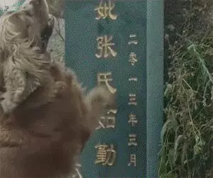 這條狗狗哭泣的同時把我也看哭了,看著他就那麼坐在主人墳墓前舔著墓碑哭泣,心都碎了!
