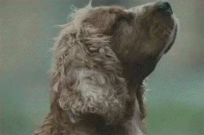 這條狗狗哭泣的同時把我也看哭了,看著他就那麼坐在主人墳墓前舔著墓碑哭泣,心都碎了!