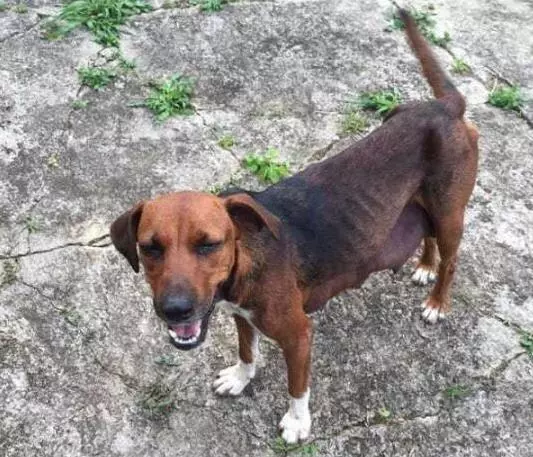 流浪狗一直犬吠,引領人來到樹洞,看清裡面的東西後令人淚如雨下