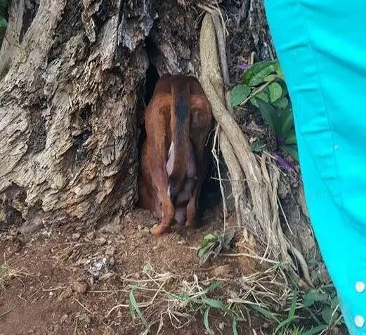 流浪狗一直犬吠,引領人來到樹洞,看清裡面的東西後令人淚如雨下