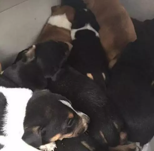流浪狗一直犬吠,引領人來到樹洞,看清裡面的東西後令人淚如雨下