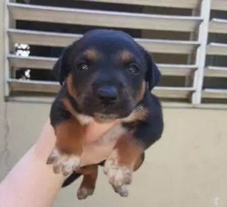 流浪狗一直犬吠,引領人來到樹洞,看清裡面的東西後令人淚如雨下